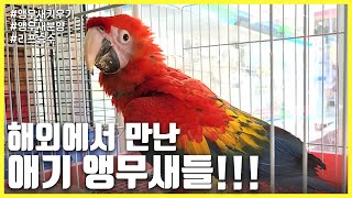 [앵무새키우기] 해외에서 만난 애기 앵무새들!!!