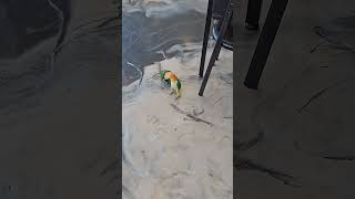 노란머리카이큐