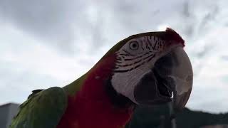 [루카월드] 한여름 앵무새 비행 루카와 친구들 완전  …