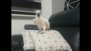 긁긁 강요하는 앵무새/그레이트코카투/유황앵무/cockatoo