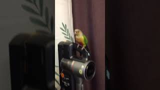 나는것도 빠른 소망이(코뉴어)