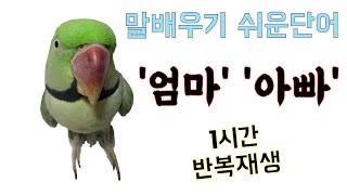 앵무새 말가르치기, 배우기 쉬운 단어 반복 1시간(엄마…