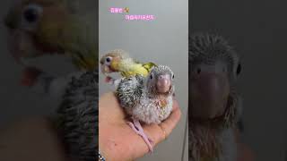 #김용빈#마음의자유천지# 코뉴어 아기새 산청이가 이만큼 자랐어요^^