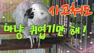 [연구대상똘이뷰] 마이크 고장나서 새로산게 몇번째냐 화풀이는 아빠한테 해라 똘이야