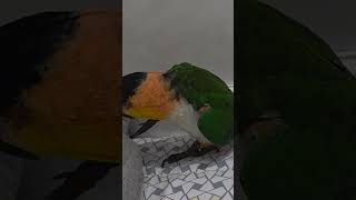 #카이큐#앵무새