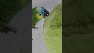 양배추통으로 #아마존앵무새 #앵무새소주#브레멘