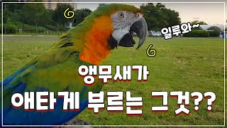 앵무새가 애타게 부르는 그것??
