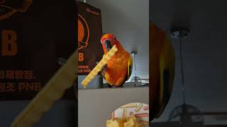 감자튀김 뜯는 썬코뉴어 앵무새 #감자튀김 #감튀 #썬코…