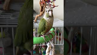 코뉴어 앵무새 말하기 까꿍