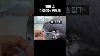 엄마 손 잡아주는 앵무새  회색앵무 잠바