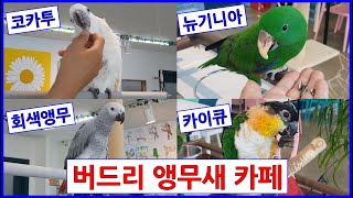 코카투 뉴기니아 회색앵무 카이큐 코뉴어 다 볼 수 있는…