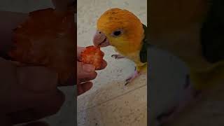 딸기 먹는 앵무새 #노란머리카이큐 #카이큐앵무새 #parrot #하나