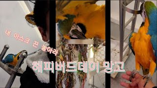 애교가 귀엽지만 과격하고 부담스러운 청금강앵무새 망고 (해피버드데이)