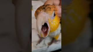 귀여운 노랑머리 카이큐앵무새 아코리코