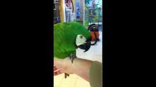 Liu the severe macaw talking a…