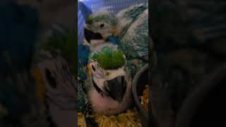 청금강 앵무, 뉴기니아 앵무, 한스마카우, 퀘이커 앵무 #birds #앵무새 #parrot #birdslover