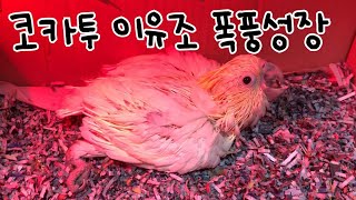 [앵무새 이유조 키우기] 미디움 코카투 이유조 베니 폭풍성장