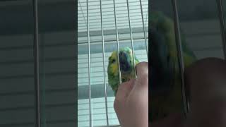 개새가 된 아마존 앵무