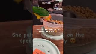 Parrot falls very funny | Cute…