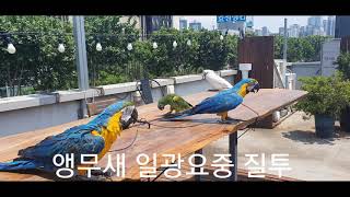앵무새 일광욕