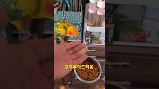 썬코뉴어앵무새 #shorts