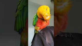 하와이 개새 산체스(필승이) 썬코뉴어 추억 The me…