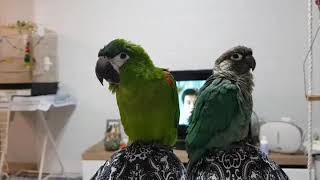 한스마카우 앙꼬의 사랑고백ㅡ 들어보실라우? 1탄