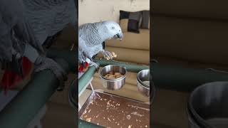 땅콩좋아하는 회색앵무산이바다 #회색앵무새