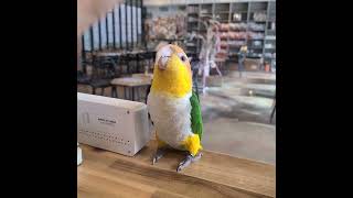 그 카이큐가 노는 법