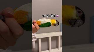 밤비의 코어힘자랑 #shorts #parrot #caique #앵무새 #카이큐 #ズグロシロハラインコ