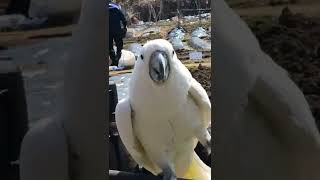 홍금강과 회색앵무 입니다