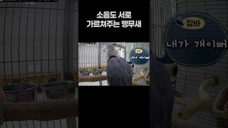 소음도 서로 가르쳐주는 말하는 앵무새  퀘이커앵무새 회색앵무