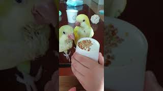 퀘이커 이유조 알곡적응기