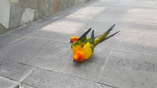 썬코뉴어 짝짓기 버드랜드에서