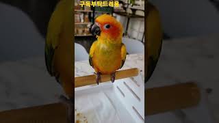 깜짝놀란 썬코뉴어앵무새 #shorts