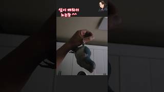 설이는 혼자서도 잘 지내요^^ 으샤으샤 #앵무새 #퀘이커 #모란앵무 #놀이 #반려조 #반려동물 #애완조 #애완동물 #250617