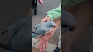 앵무새 외출~  #루티노퀘이커