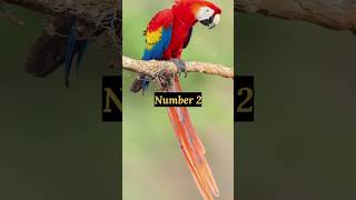 3 most beautiful red animals i…