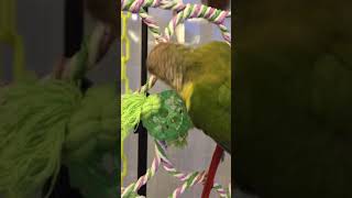 심심하지 않겠구나 소망아(코뉴어)