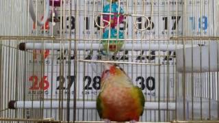 [앵무파파] 귀염둥이 파인애플코뉴어 &#39;코니…