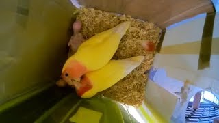 Differences in feeding method of parrots 앵무새 먹이 먹이는 방식의 차이점