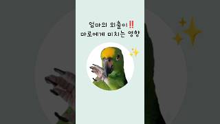 텐션돌변 #말하는앵무새 #아마존앵무새