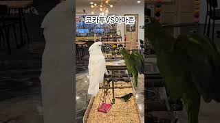 코카투VS아마존 앵무새