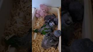 아기앵무새 퀘이커, 한스마카우, 뉴기니아앵무, 청금강 #앵무새 #birds #parrot #birdslover