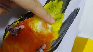 20170814 썬코뉴어의 똥꼬를 관찰해 봅시다