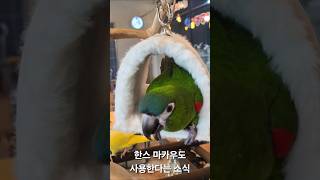 한스 마카우도 탱크 포치 ❤️ 러블 피카베드 ❤️를 사…