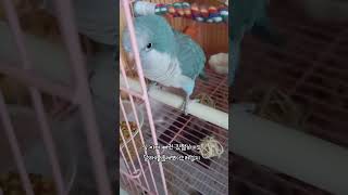 깃털따위 갖다 버려! #퀘이커앵무새 #parrot #반…
