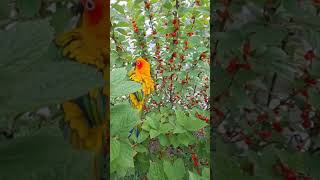 앵두나무에서 너무신난 앵무새(썬코뉴어)