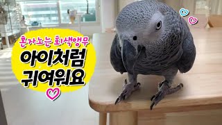 아이처럼 귀여운 앵무새✨ 회색앵무 잠바