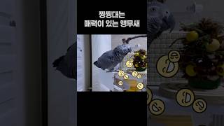 찡찡대는 매력이 있는 앵무새  회색앵무 잠바